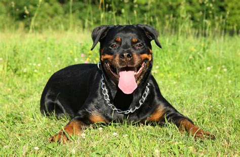 dogs that resemble rottweilers.